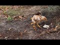 Animal Friends: Chicks Explore the Yard Together || WooGlobe