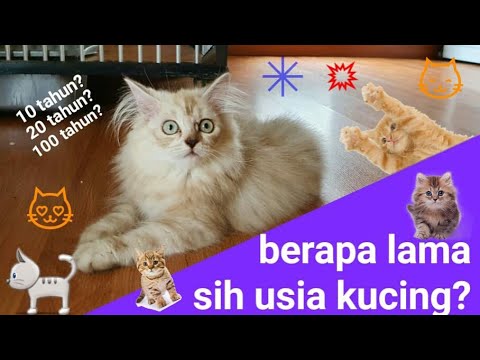 Berapa lama usia kucing bisa hidup? Ada rekor kucing tertua hingga usia hampir 50 tahun..