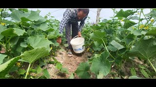 Как на юге Таджикистана выращивают огурцы