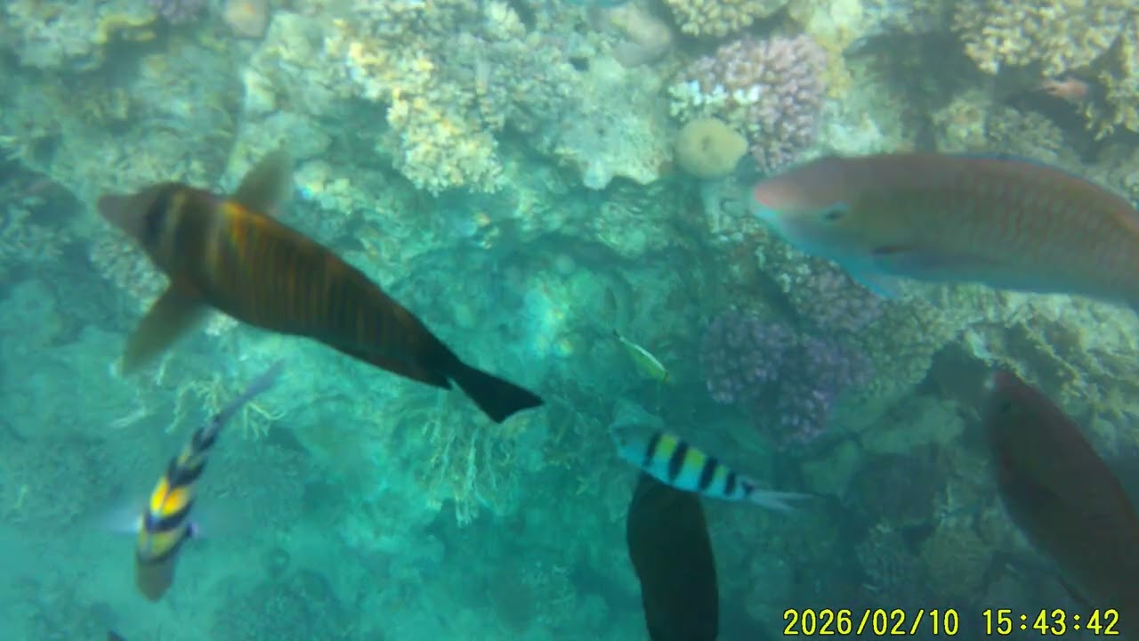 Zátoka v Siva Golden Bay/ Makadi Bay/ Egypt/šnorchl /super Diving Makadi 