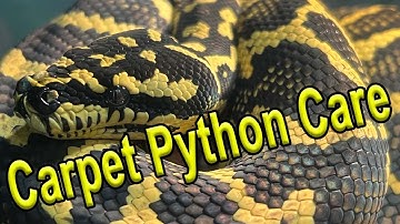 Verzorging en installatie van tapijtpythons