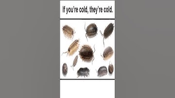 Pillbug Gang #shorts #shortsfeed