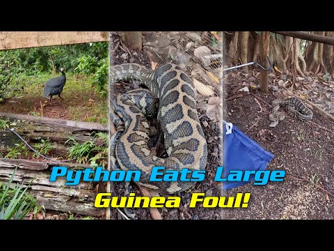 Python Eats Large Guinea Foul!
