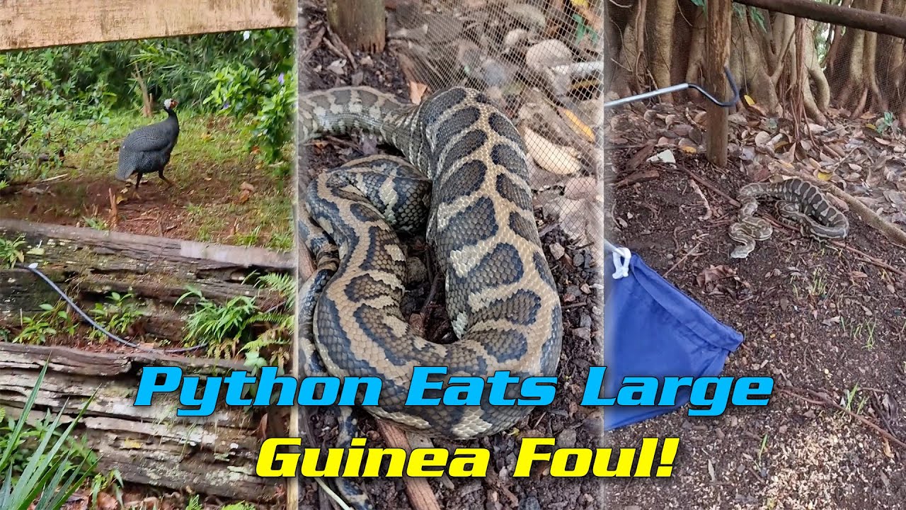 Python Eats Large Guinea Foul! - YouTube