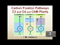 Carbon Fixation Pathways C3 C4 and CAM Plants