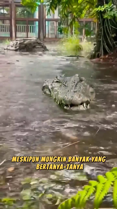 WHAT ARE THE WEAKNESSES OF CROCODILE? #crocodile