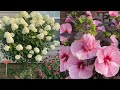 Floración masiva:Hibiscos,hortensias,clematis y portulacas