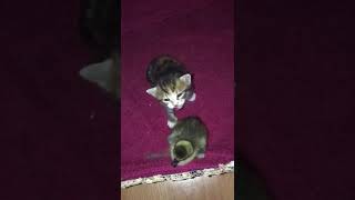 duck and cat chit chat.😍😍