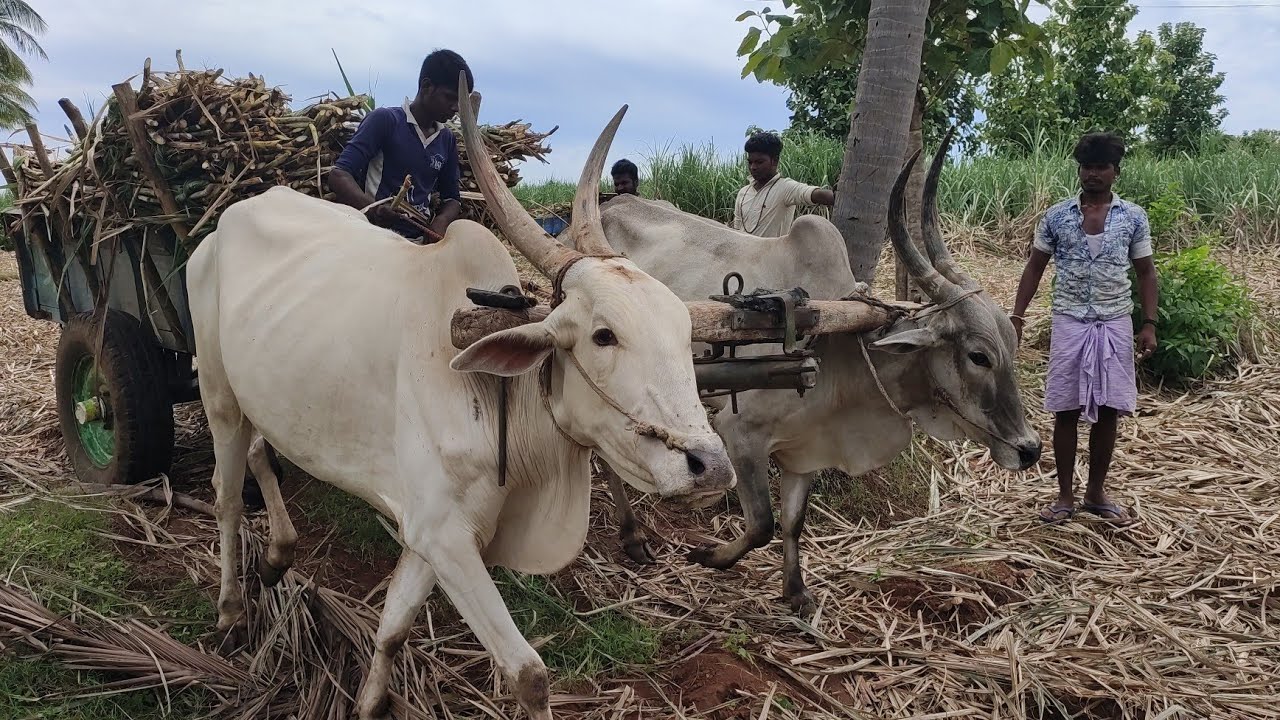 Bullockcart stunt videos | Bullo ploughing video | cow videos | Bullockcart heavy load paddy field