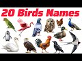 बच्चों के लिए पंछियों के नाम Birds Name For kids English Vocabulary Learning Pre kids learning 