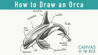 Day 12: How to Draw an Orca