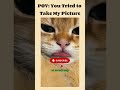 Lovely cat videos | American cat lovers | #shorts #viral #america #usa #catshorts #catmoments #funny