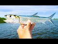 Using LADYFISH as Cut Bait NONSTOP Redfish Fishing