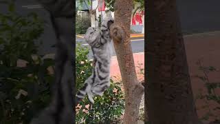 cat hanging on the tree | she is try to swing