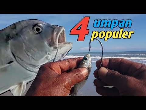 Video: 20 Spesies Ikan Yang Hidup di dalam dan Berdekatan Bunyi Puget