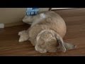爆睡するウサギ (チャップ・ダンダンウー)