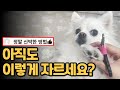발톱 자르기 싫어하는 강아지 발톱 깎기 꿀팁!
