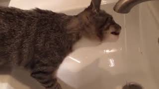 Funny | Cute | Fails Cat Compilation #12 by My Lovely Cat 21,235 views 3 years ago 5 minutes, 31 seconds