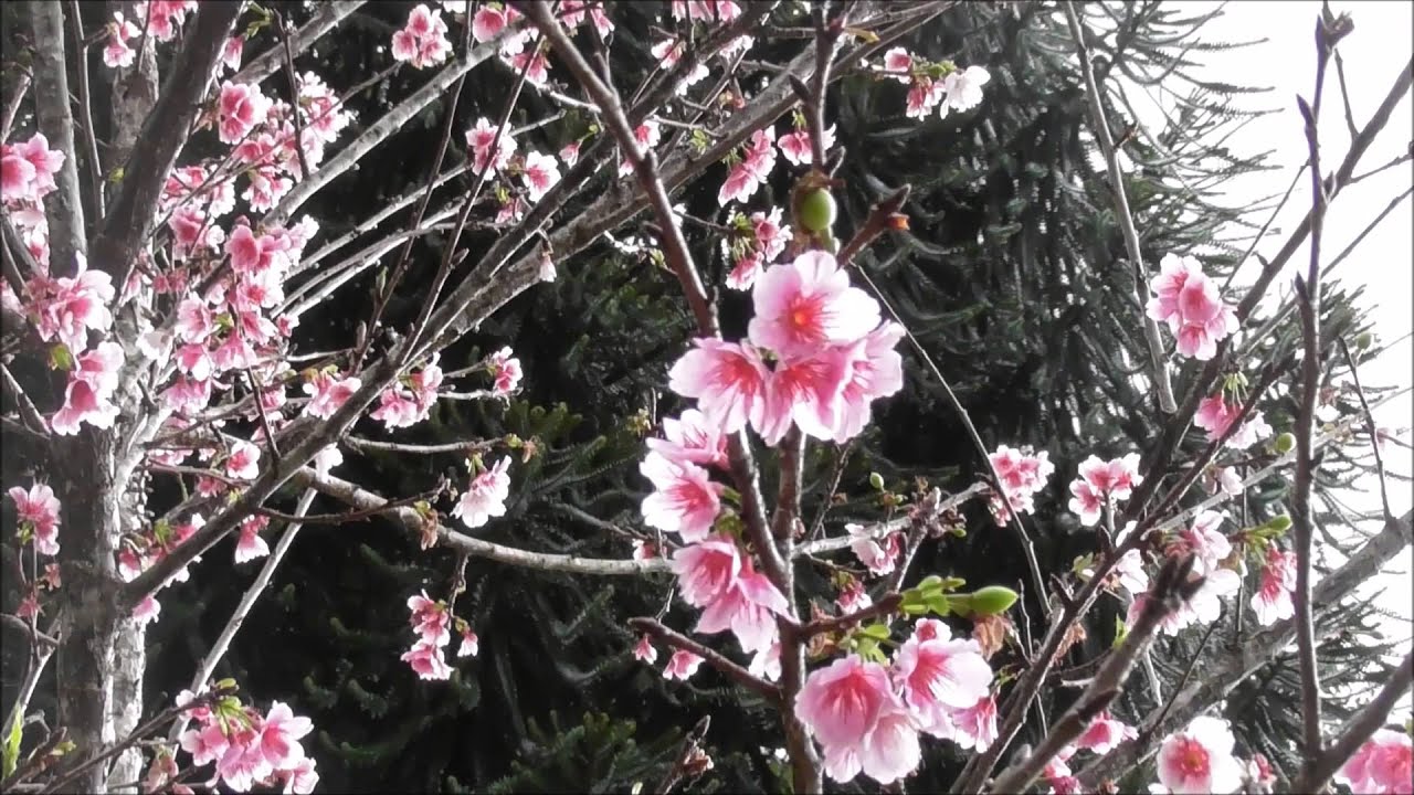 Wahiawa Botanical Garden Cherry Blossom Home Garden