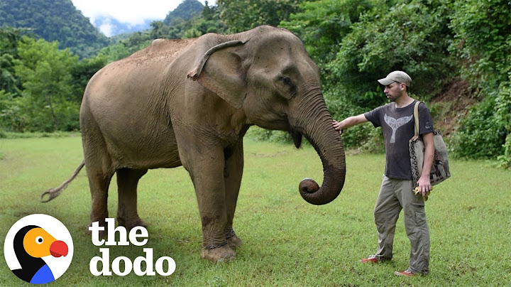 Un hombre rescata veinte elefantes tras ver un documental | The Dodo