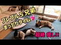 超絶 癒し!! フレブル5兄弟のまったりタイム♡【フレンチブルドッグ　French Bulldogs　프렌치 불독　法国斗牛犬】