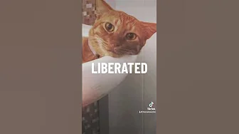 Ginger cats are usually quite expressive// Song is Lithona by Donald Glover or Childish Gambino thumbnail