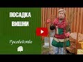 Посадка вишни весной ✅ саженцы вишни в  плодовый сад.