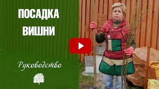 Посадка вишни весной ✅ саженцы вишни в  плодовый сад.