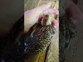 #chicken