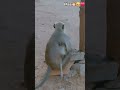 #shortvideo #monkeymommababy #monkeys 🐒✨️🥹🥹