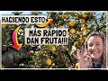 ACELERAR La FRUCTIFICACIÓN 3 AÑOS!!! EN ÁRBOLES FRUTALES! 🌳🍋🌳