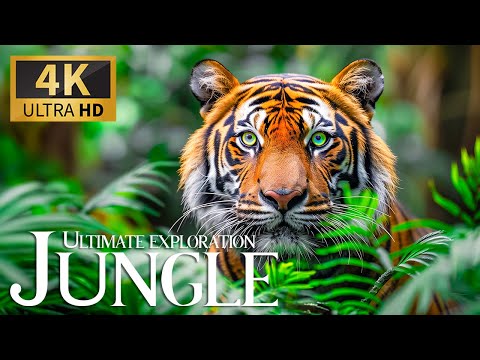 Ultimate Exploration Jungle 4K 🐾 Feeling Relaxing Piano Music & Discovery Beautiful Wild Movie