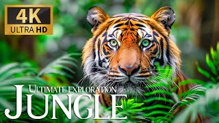 Ultimate Exploration Jungle 4K  Feeling Relaxing Piano Music & Discovery Beautiful Wild Movie