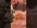 雪のあさが家