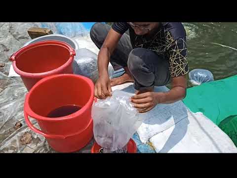 ভিডিও: ফিশে ব্যাকটিরিয়া সংক্রমণ (অ্যারোমোনাস)