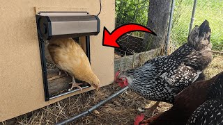 This Solar Powered Automatic Chicken Door Is Amazing!