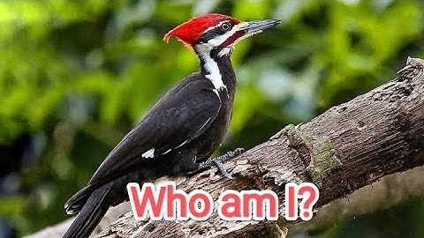 Who am I? Class 3 |Flying high..| Puzzles..| Reasoning #evs