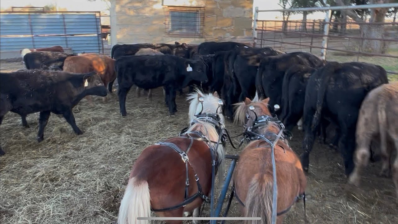 Feeding cattle, morning, chores, and wagon ride with the team of minis