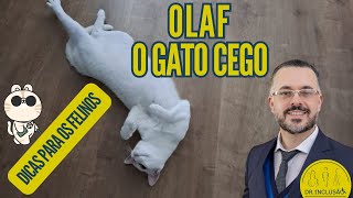 CONHEÇA OLAF O GATO CEGO! KNOW OLAF THE BLIND CAT!