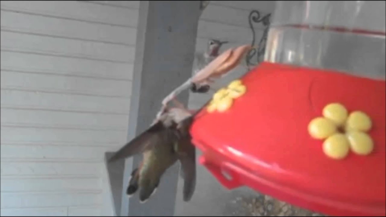 Praying Mantis Murders Humming Bird  Eats It