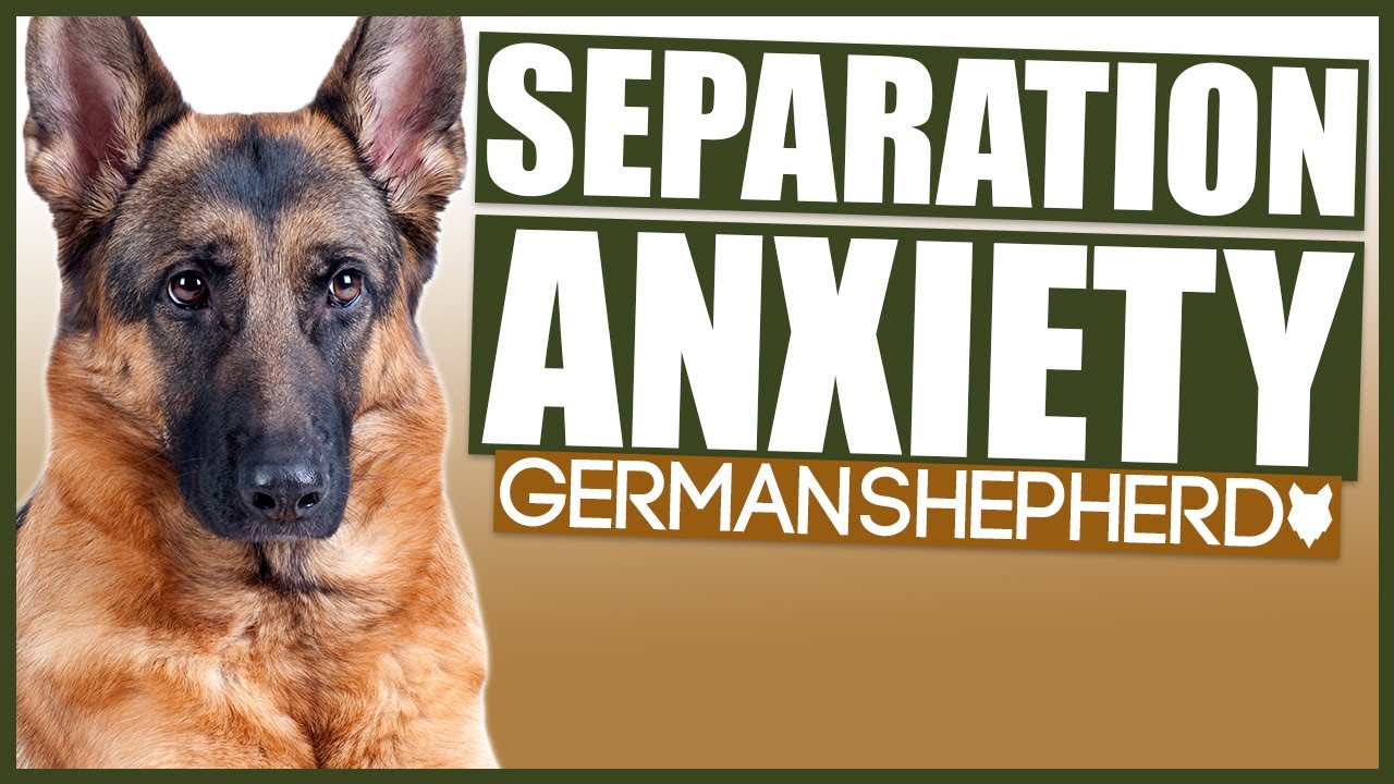 How To Deal With A GERMAN SHEPHERD With Separation Anxiety