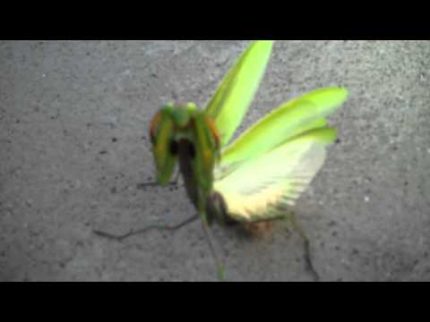 Pissed off preying mantis attacks