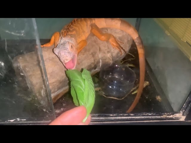 IGUANA feeding respons. How to make iguana tame to owner. class=