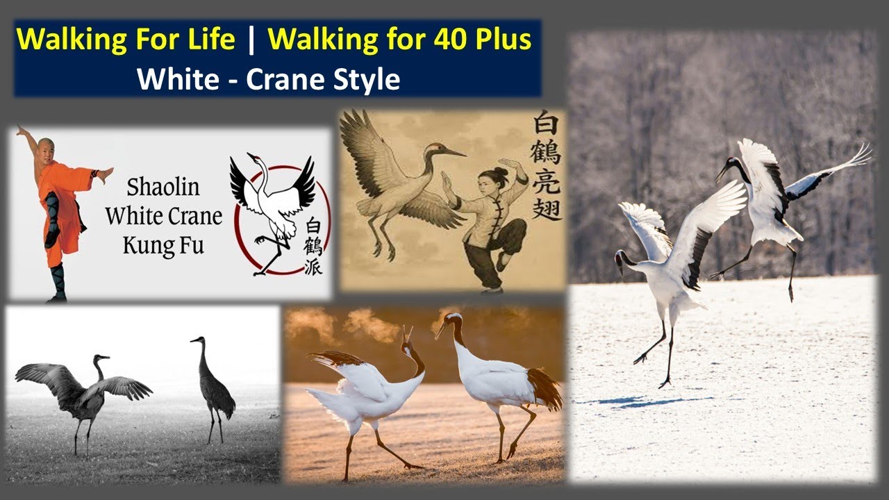 Ultimate Walking Programme for 40 Plus |  White Crane | Maj Dr S Bakhtiar Choudary (Retd)