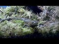 how to set up a tiger salamander paludarium with a waterfall