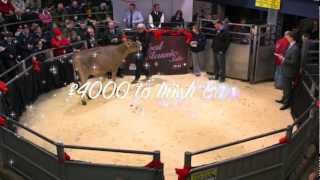 4K For Fancy Brown-Swiss Heifer From Ex92 2E Dam 15,444Kg Milk.global Clic Sale.