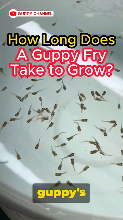 Guppy Fry Care - How Long Does A Guppy Fry Take to Grow ? #guppy #guppychannel #guppyfish