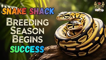 Royal Python Breeding Season Success