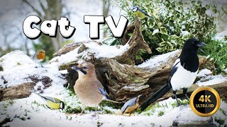 Cat TV for Cats to Watch 🐈 - BIRDIES BUDDIES IN THE SNOW 🐦‍⬛ (4K) by Birdies Buddies 1,467 views 1 month ago 6 hours, 2 minutes