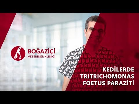 Video: Kedilerde Tritrichomonas Fetüsü